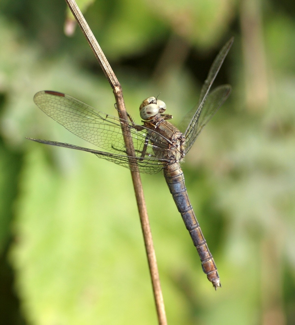 Odonata da id.: femmina Orthetrum coerulescens